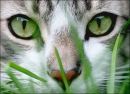 cat in grass.jpg